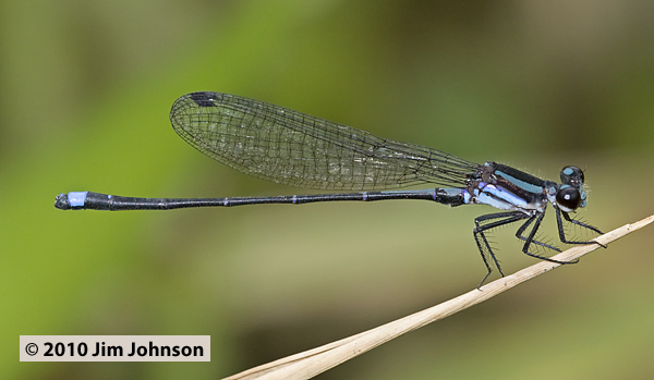 Argia indicatrix 20100225_0402