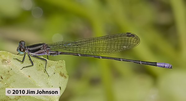 Argia infrequentula 20091004_0100