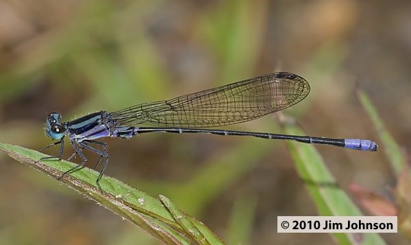 Argia infrequentula 20091011_1699