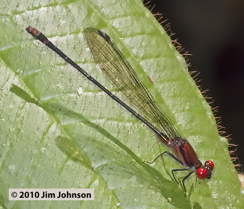 Argia limitata 20091012_1946