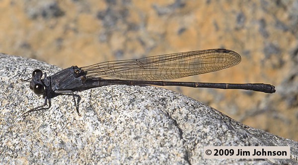 Argia lugens 20060922_0517, Sooty Dancer