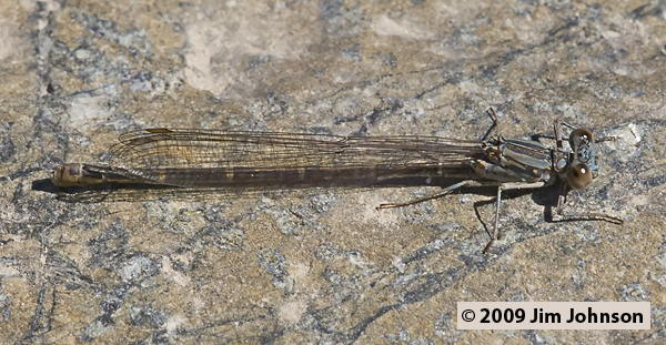 Argia lugens 20060922_0529, Sooty Dancer