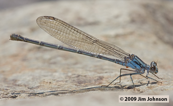 Argia lugens 20080914_0327, Sooty Dancer