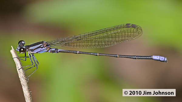 Argia oculata 20080331_0725