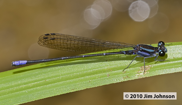 Argia oculata 20080411_1776