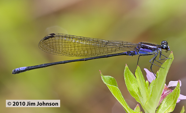 Argia oculata 20100225_0401