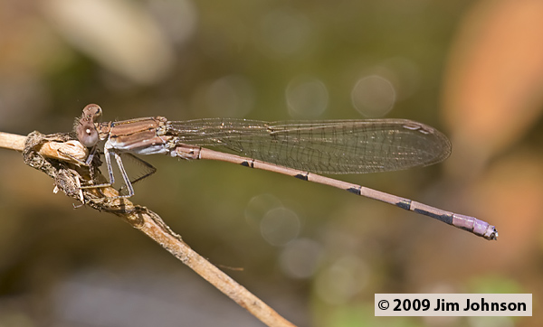 Argia pallens 20070801_0758, Amethyst Dancer
