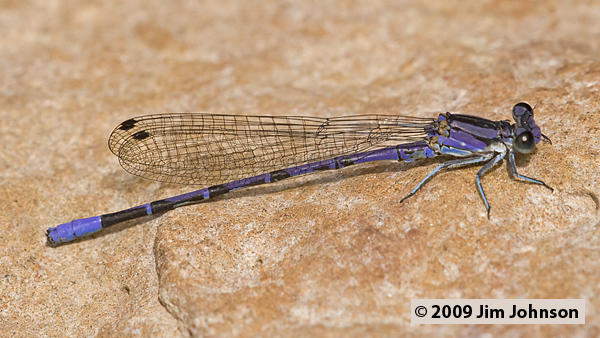Argia plana 20070729_0305, Springwater Dancer