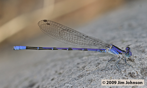Argia plana 20070801_0761, Springwater Dancer
