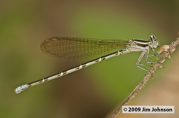 Argia pulla 20090502_0542