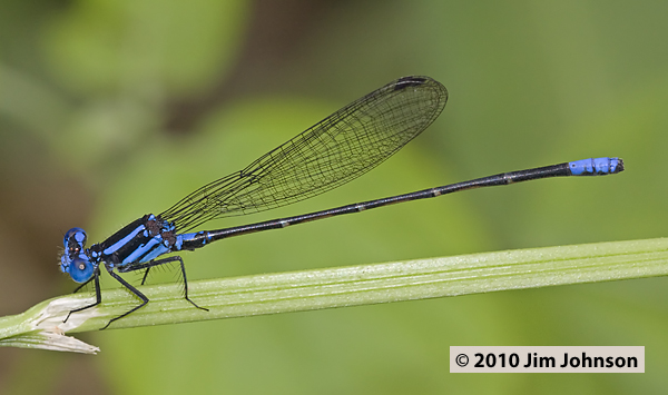 Argia pulla 20100301_0765