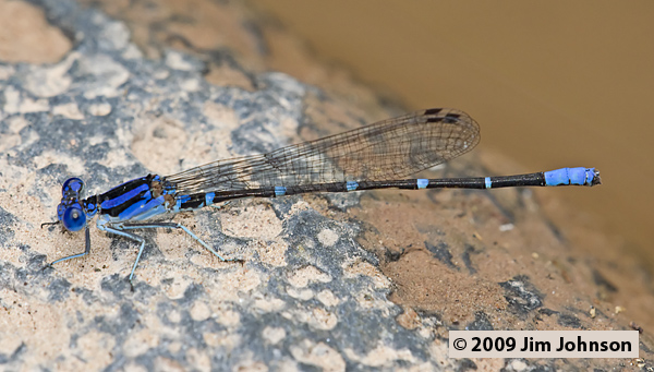 Argia sedula 20070731_0587, Blue-ringed Dancer