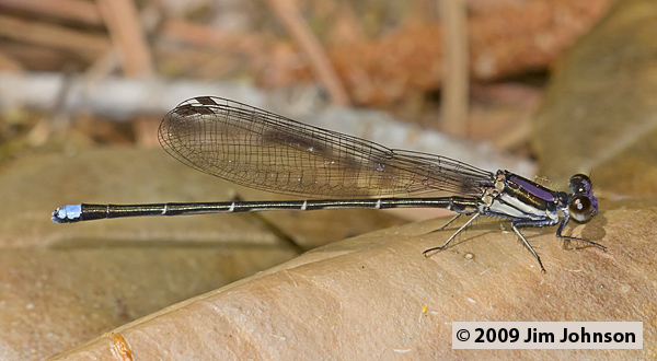 Argia tibialis 20080510_0396, Blue-tipped Dancer