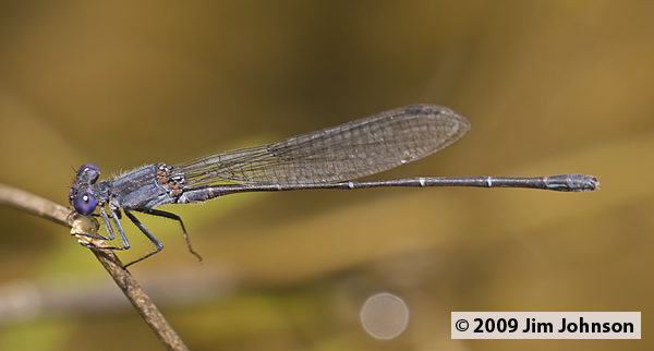 Argia translata 20070801_0752, Dusky Dancer
