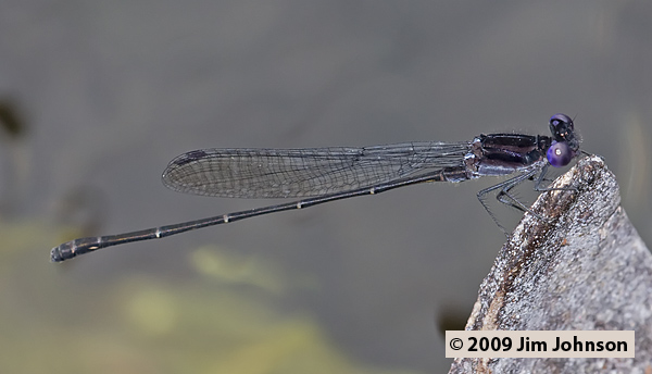 Argia translata 20090503_0705, Dusky Dancer