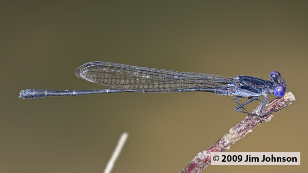 Argia translata 20091009_1117, Dusky Dancer