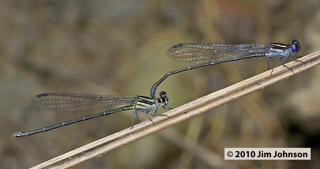 Argia translata 20100228_0871, Dusky Dancer