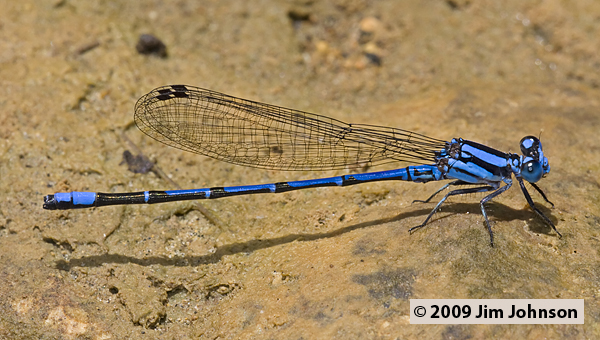 Argia variegata 20091011_1706