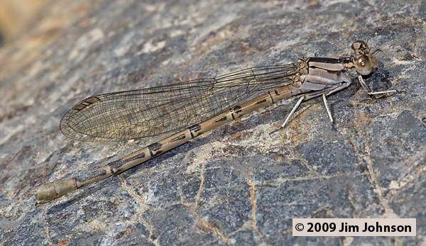 Argia vivida 20060922_0553, Vivid Dancer Argia vivida 20060922_0553, Vivid Dancer