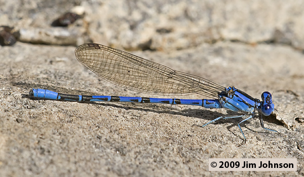 Argia vivida 20070805_1038, Vivid Dancer Argia vivida 20070805_1038, Vivid Dancer