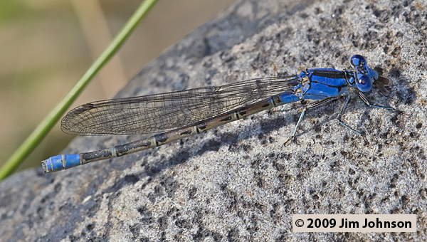 Argia vivida 20070805_1074, Vivid Dancer Argia vivida 20070805_1074, Vivid Dancer