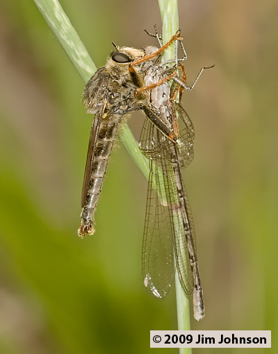 Argia vivida 20080621_0075, Vivid Dancer Argia vivida 20080621_0075, Vivid Dancer