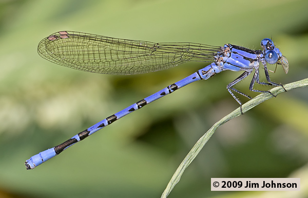 Argia vivida 20080710_00772, Vivid Dancer Argia vivida 20080710_00772, Vivid Dancer