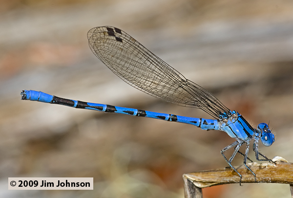 Argia vivida 20090718_0131, Vivid Dancer Argia vivida 20090718_0131, Vivid Dancer