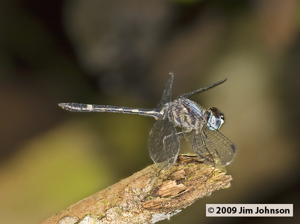 Argyrothemis argentea 20091014_2733