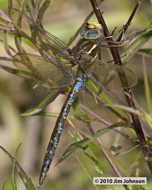Basiaeschna janata 20090601_0028, Springtime Darner