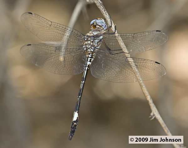 Brechmorhoga mendax 20070801_0763, Pale-faced Clubskimmer