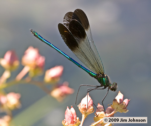 Calopteryx aequabilis 20070615_0053, River Jewelwing Calopteryx aequabilis 20070615_0053, River Jewelwing
