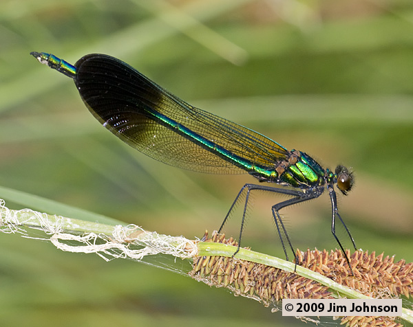 Calopteryx aequabilis 20080705_0078, River Jewelwing Calopteryx aequabilis 20080705_0078, River Jewelwing