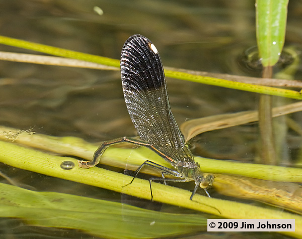 Calopteryx aequabilis 20080705_0085, River Jewelwing Calopteryx aequabilis 20080705_0085, River Jewelwing