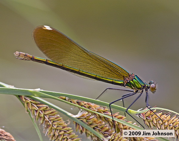 Calopteryx aequabilis 20080705_0105, River Jewelwing Calopteryx aequabilis 20080705_0105, River Jewelwing