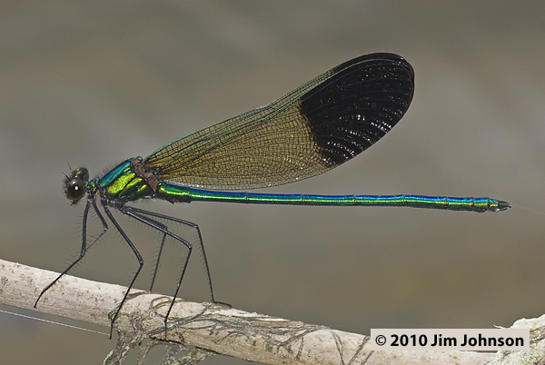 Calopteryx aequabilis 20100622_0120, River Jewelwing Calopteryx aequabilis 20100622_0120, River Jewelwing