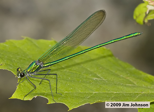 Calopteryx angustipennis 20090531_0053, Appalachian Jewelwing Calopteryx angustipennis 20090531_0053, Appalachian Jewelwing