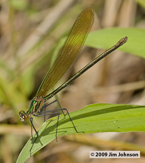 Calopteryx angustipennis 20090531_0098, Appalachian Jewelwing Calopteryx angustipennis 20090531_0098, Appalachian Jewelwing