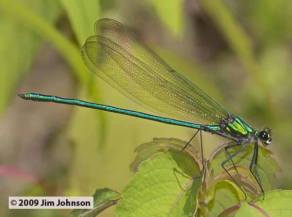Calopteryx angustipennis 20090601_0015, Appalachian Jewelwing Calopteryx angustipennis 20090601_0015, Appalachian Jewelwing