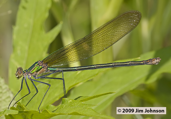 Calopteryx angustipennis 20090601_0023, Appalachian Jewelwing Calopteryx angustipennis 20090601_0023, Appalachian Jewelwing