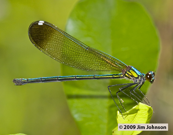 Calopteryx dimidiata 20080511_0447, Sparkling Jewelwing