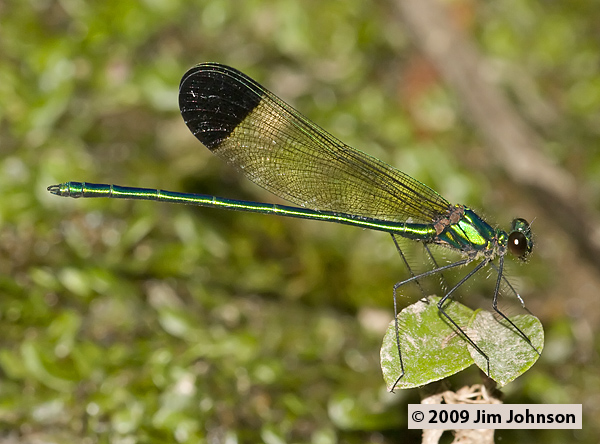 Calopteryx dimidiata 20080511_0511, Sparkling Jewelwing