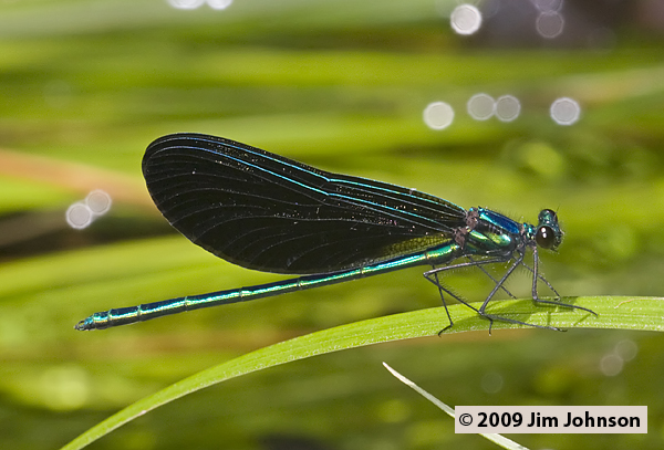 Calopteryx maculata 20090531_0059, Ebony Jewelwing