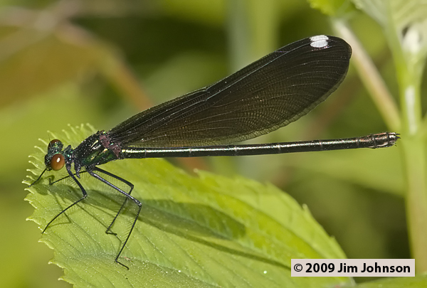 Calopteryx maculata 20090601_0009, Ebony Jewelwing