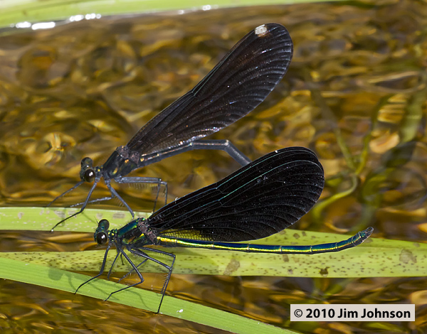 Calopteryx maculata 20100625_0062, Ebony Jewelwing