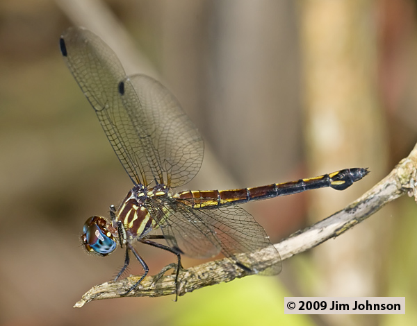 Cannaphila_insularis_20090506_0067, Gray-waisted Skimmer