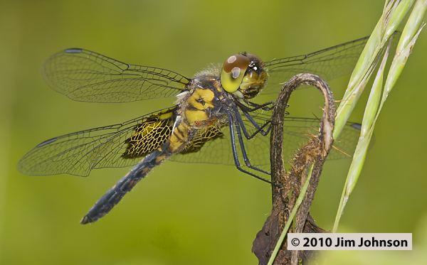 Celithemis martha 20100625_0044, Martha's Pennant