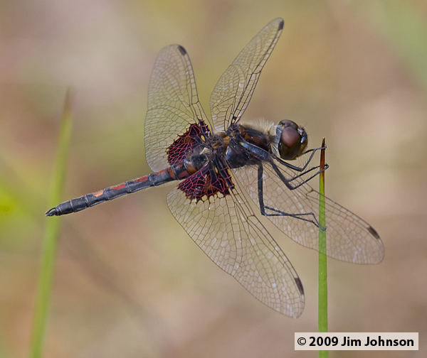 Celithemis ornata 20080509_0075, Ornate Pennant