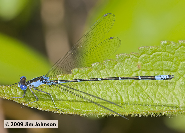 Chromagrion conditum 20090531_0022, Aurora Damsel