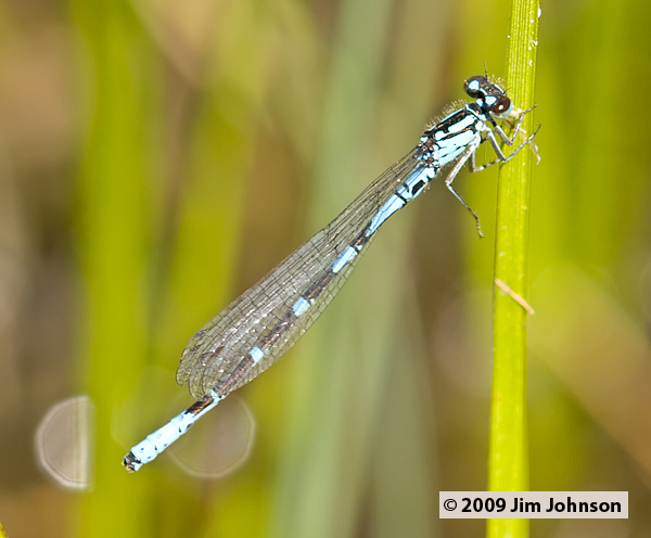 Coenagrion interrogatum 20060721_0125, Subarctic Bluet